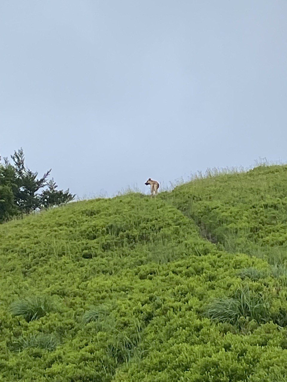 photo1655196681